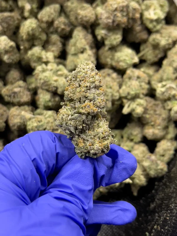 Alabama Boof - Sativa Strain - 31.80% THCa - HighHippy.com - Free Overnight Shipoping