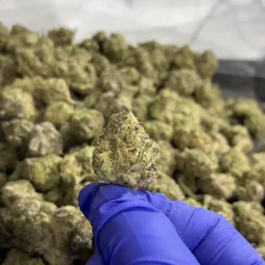 Cherry Cake - Hybrid Strain - 36.11% THCa