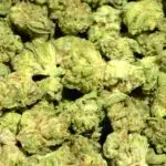 Hawaiian Haze Sativa Strain