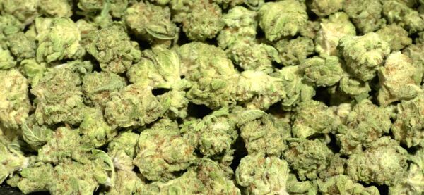 Hawaiian Haze Sativa Strain Hawaiian Haze Sativa Strain