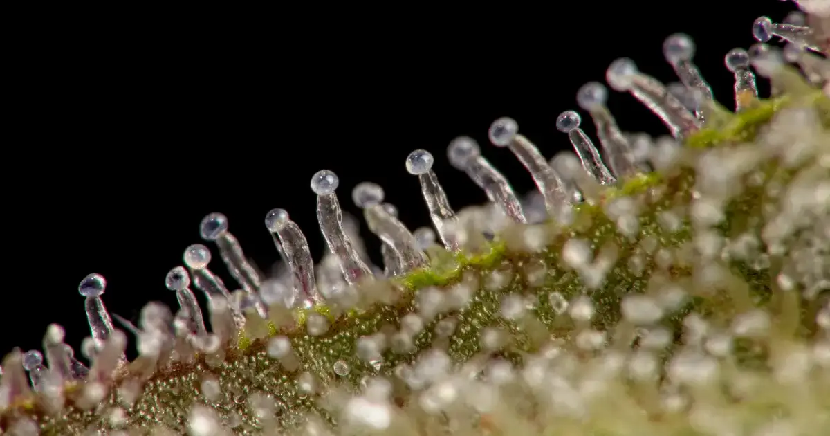 How THCa Works in the Body @ HighHippy.com Best THCa Flower Online - FREE OVERNIGHT SHIPPING
