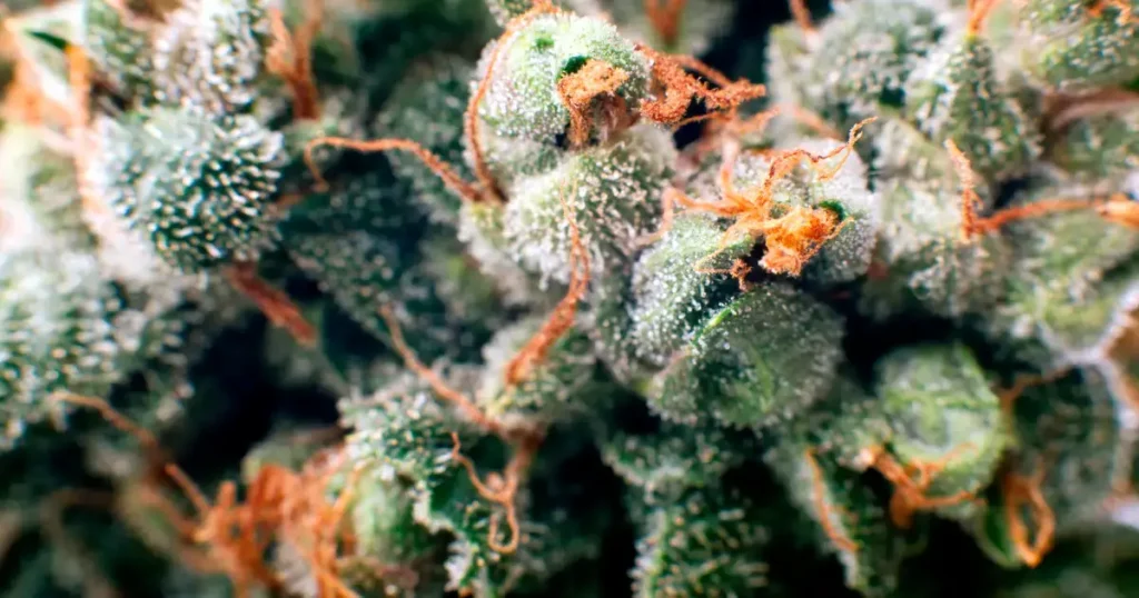 How to Store THCa Flower @ HighHippy.com Blogs - Best THCa Flower Online - Cali-grown FREE OVERNIGHT SHIPPING