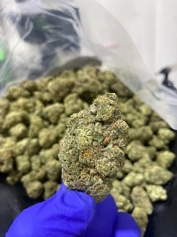 Mafia Funeral - Indica Strain - THCa Smalls - 31.06% - Exotic @ HighHippy.com