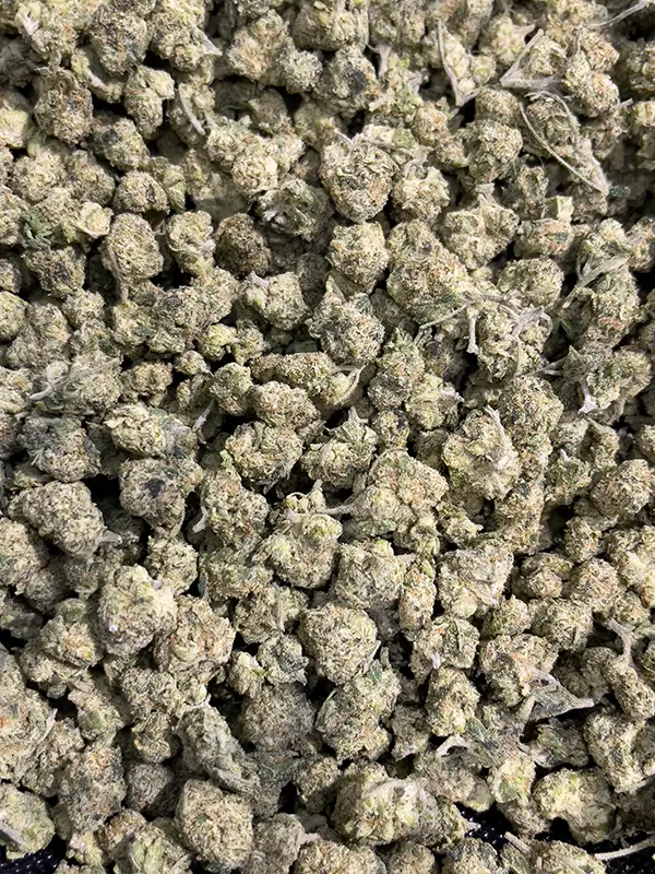 Mafia Funeral - Indica Strain - THCa Smalls - 31.06% - Exotic @ HighHippy.com