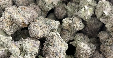 Purple Kush vs Pineapple Express THCa @ HighHippy.com Blogs - Experts at $100 Ounces & FREE Overnight Shipping