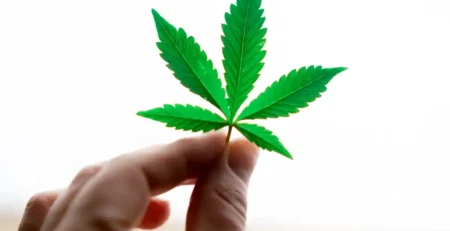 THCa vs THC vs Delta-9: The Truth Revealed @ HighHippy.com - Best THCa Flower Online - FREE OVERNIGHT DELIVERY