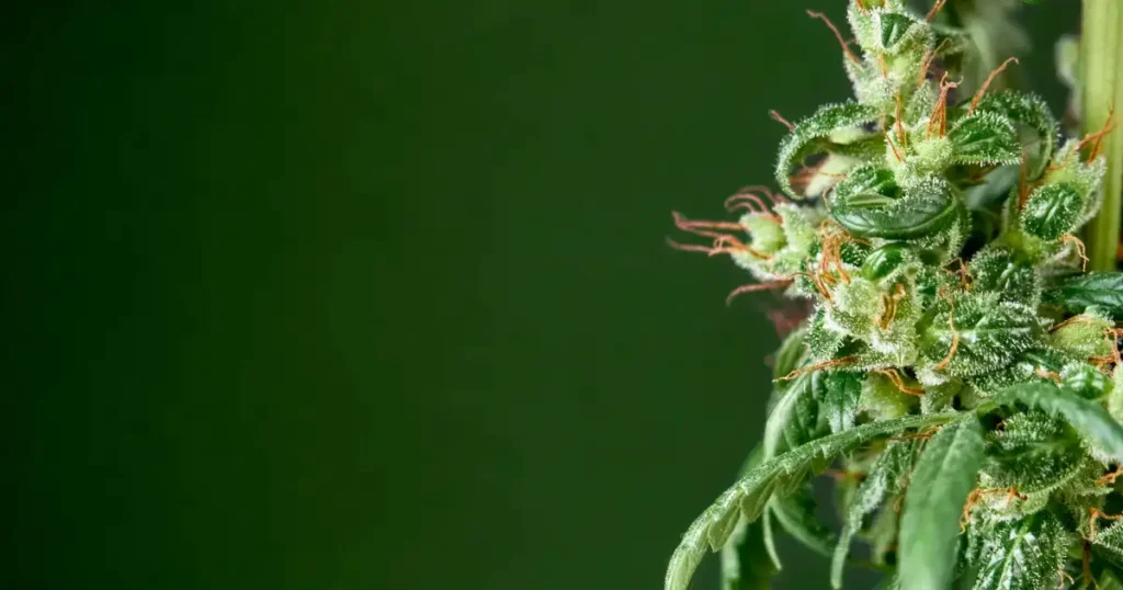 What Are Terpenes & Why Do They Matter? The Truth @ HighHippy.com | Best $100 Oz Online & Free Shipping