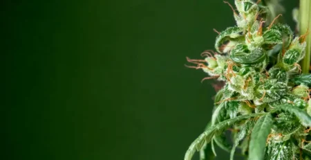 What Are Terpenes & Why Do They Matter? The Truth @ HighHippy.com | Best $100 Oz Online & Free Shipping