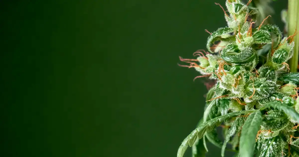 What Are Terpenes & Why Do They Matter? The Truth @ HighHippy.com | Best $100 Oz Online & Free Shipping