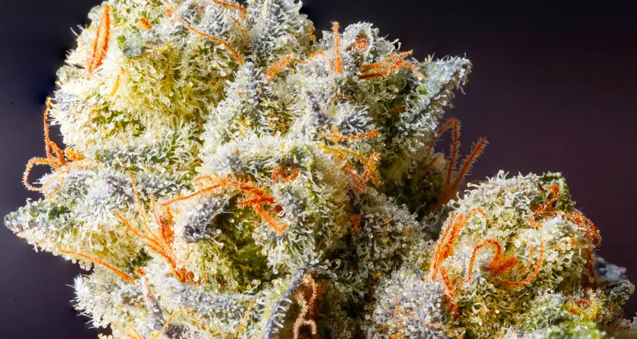 7 Uplifting Sativa THCa Strains to Try This Month @ HighHippy.com Blogs