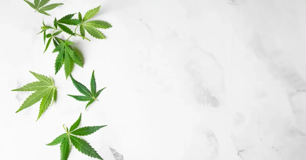 How to Read a COA for THCa Flower @ HighHippy Blog - Best THCa Flower Online, FREE OVERNIGHT DELIVERY!