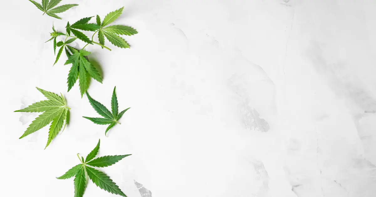 How to Read a COA for THCa Flower @ HighHippy Blog - Best THCa Flower Online, FREE OVERNIGHT DELIVERY!