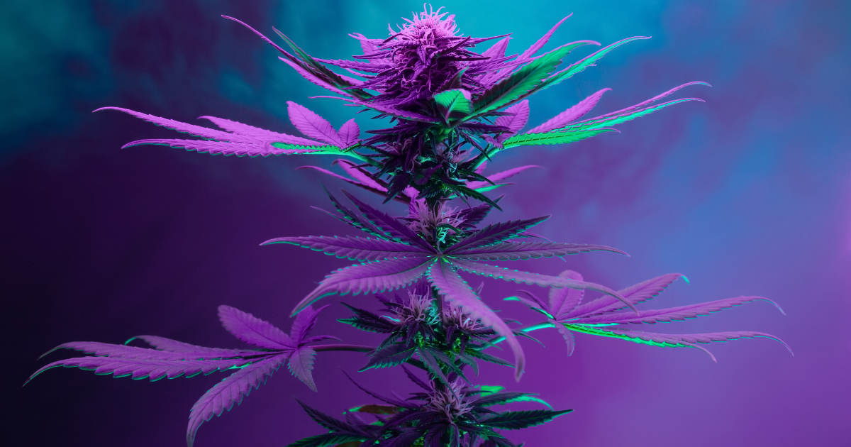 The Best Indica THCa Strains for Nighttime Use BLOG @ HighHippy.com