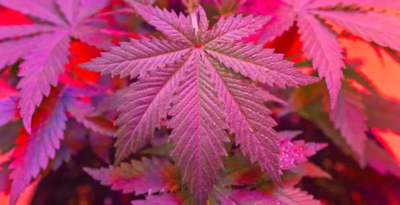 Is THCa Psychoactive The Truth Revealed @ HighHippy.com - FREE OVERNIGHT SHIPPING