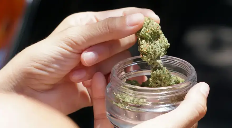 Stash Tips: How to Store THCa Flower to Keep It Fresh @ HighHippy.com Blogs
