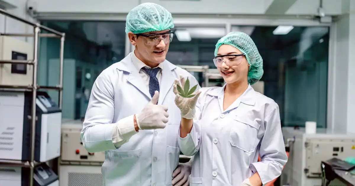 THCa Converts to THC- The Truth Behind Cannabis Science @ HighHippy.com Blogs