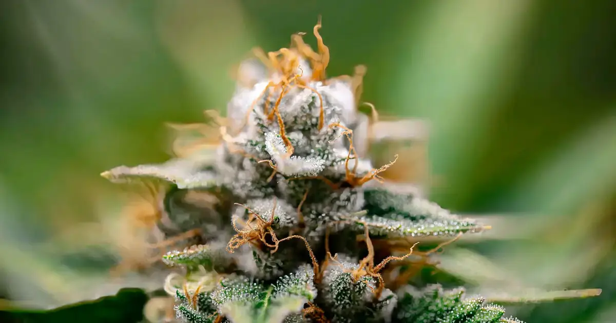 THCa vs Delta-8: The Truth Revealed @ HighHippy.com Blogs