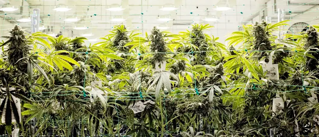 THCa Strength vs THC: Which Gets You Higher? @ HighHippy.com Blogs