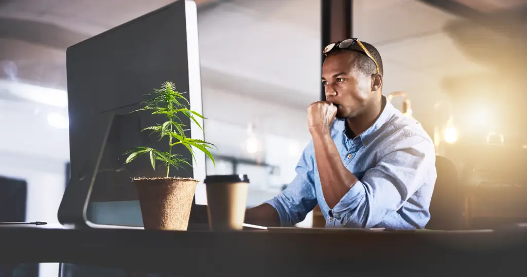 THCa for Creativity & Focus @ HighHippy.com Blog