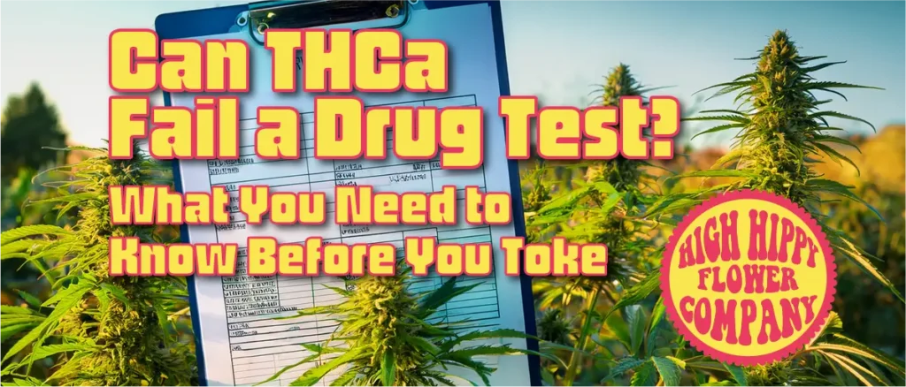 Can THCa Fail a Drug Test is a common question due to the confusion about cannabis? What to Know Before Toking the best flower online is learned at HighHippy blogs!