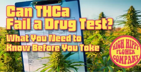 Can THCa Fail a Drug Test is a common question due to the confusion about cannabis? What to Know Before Toking the best flower online is learned at HighHippy blogs!
