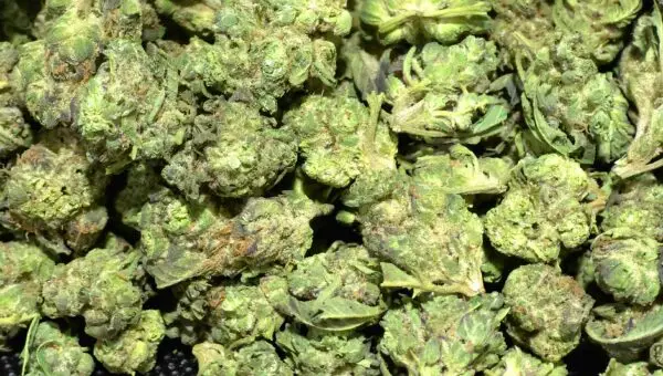 Log Cabin Smalls THCa Flower Sativa