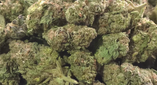 Prohibition Glue Prohibition Glue