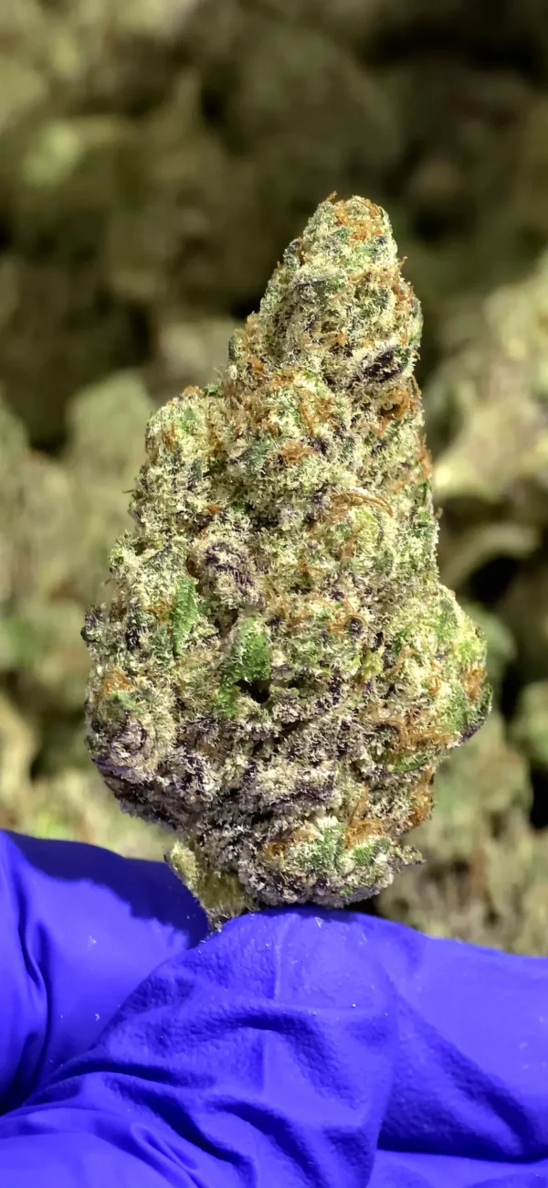 Purple Stardawg THCa Flower