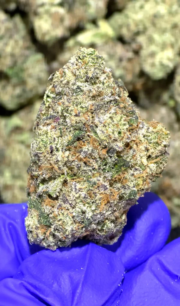 Wet Dream TCHa Flower