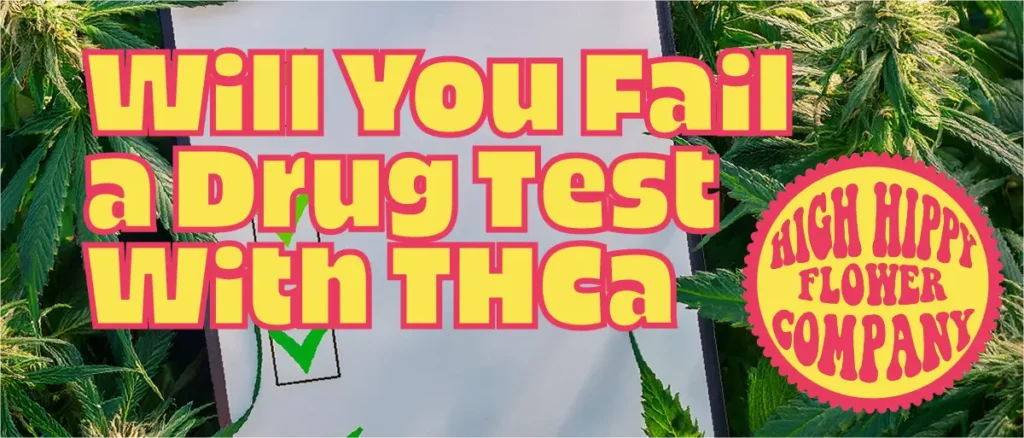 Will You Fail a Drug Test With THCa- The Truth About Hemp! @ HighHippy.com - Best THCa Flower Online!