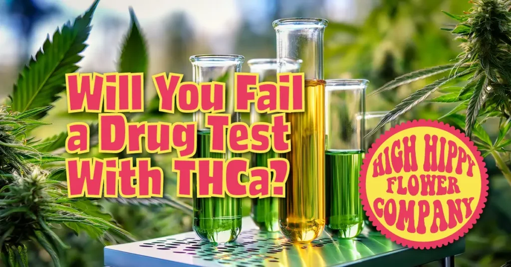 Will You Fail a Drug Test With THCa- BLOG @ HighHippy.com
