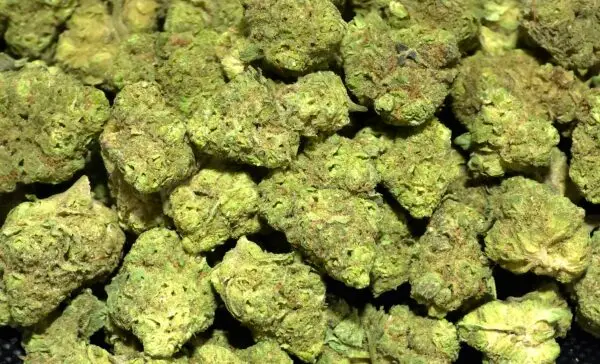 Prohibition Glue Smalls THCa Flower Hybrid Prohibition Glue Smalls THCa Flower Hybrid